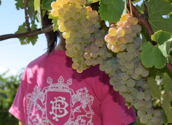 Verdicchio dei Castelli di Jesi DOCG 2018 Riserva – Donna Cloe