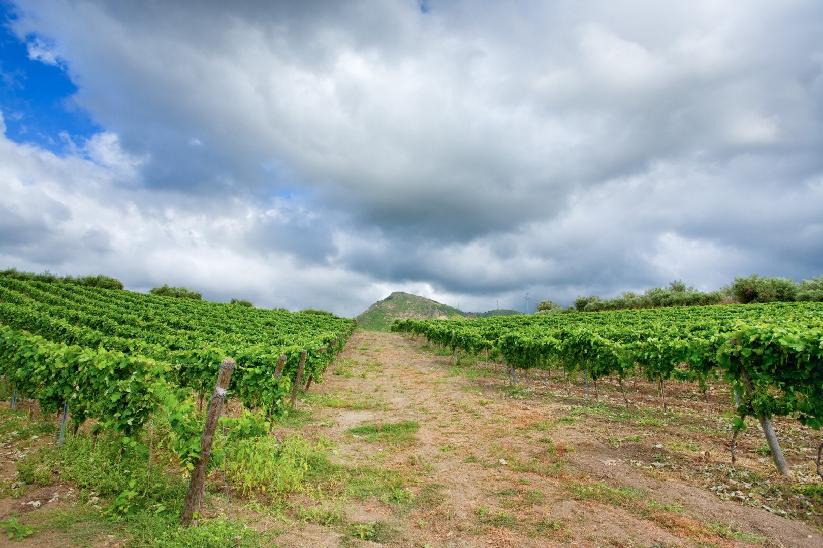 Vitigni siciliani: i vini dell’Etna