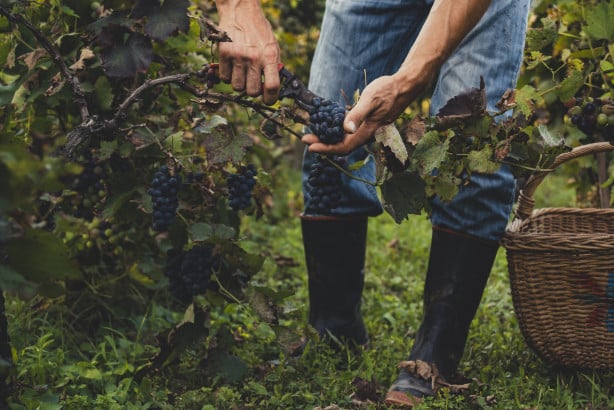 Viticoltore: per garantire il giusto raccolto dell’uva