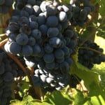 Tenuta Benedetta