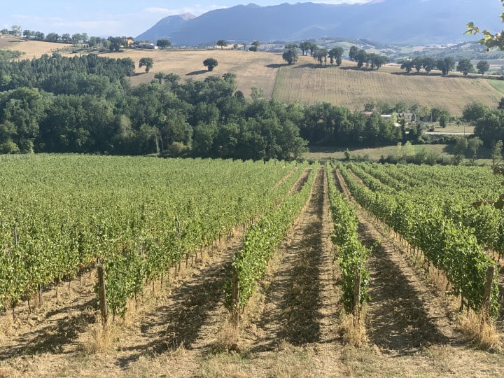 I migliori vini Verdicchio dei Castelli di Jesi e Matelica