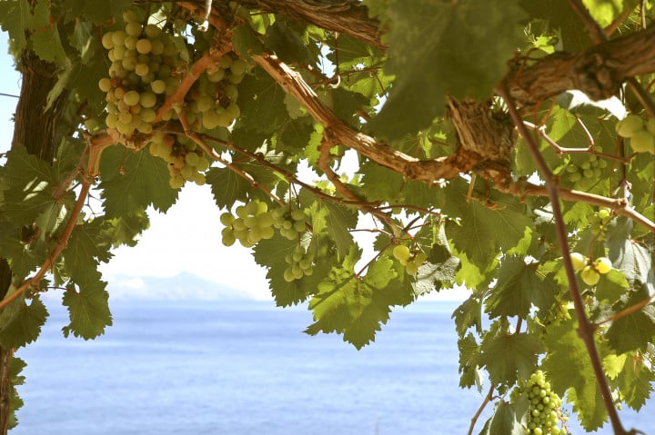 Vini Siciliani DOC e Docg: quali sono i migliori 