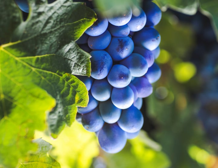Barbera: il vitigno più pregiato del Piemonte