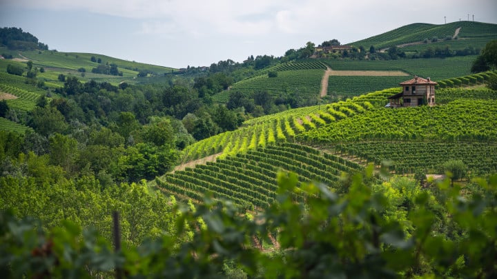 Vino Barolo: il vino piemontese conosciuto in tutto il mondo