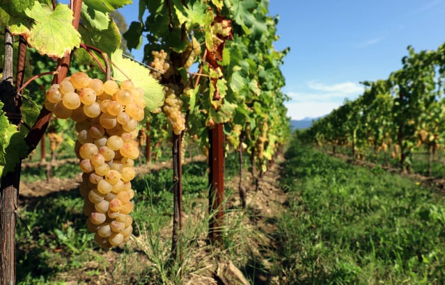 Vino Ribolla Gialla: Regione d’origine e caratteristiche