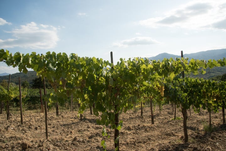 Fiano di Avellino: tra le più antiche varietà a bacca bianca dell’Italia meridionale