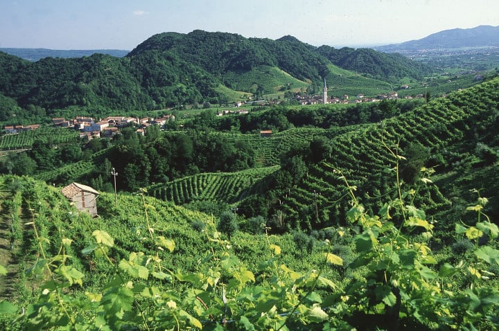 Vino Cartizze: il Cru dei prosecchi di Valdobbiadene