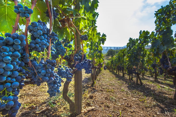 Aglianico del Vulture: il Barolo del Sud 