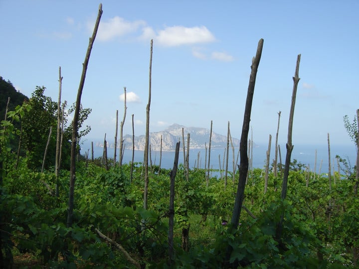 Biancolella: il vino tipico delle isole campane
