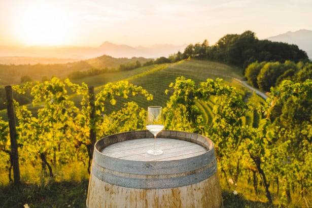 Migliori vini friulani: gli itinerari del vino