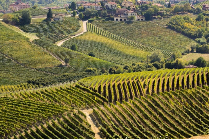 Vino Barbaresco: tutto ciò che devi sapere