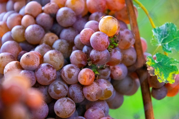 Vino Gewürztraminer: origine e caratteristiche