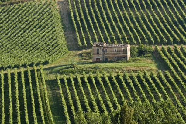 Cantine delle Marche: solo per Wine lover