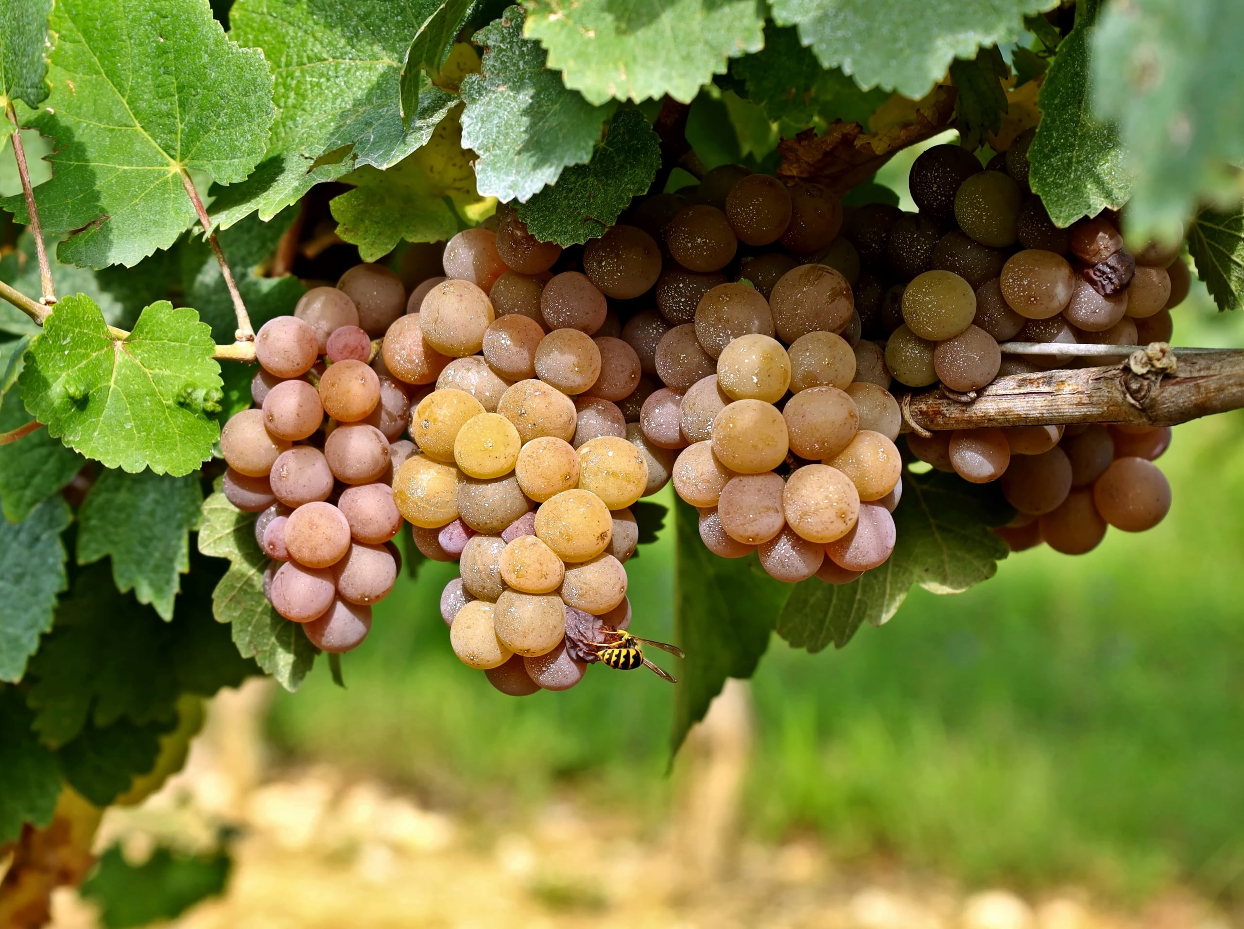 Pinot Grigio origini e caratteristiche • ROSADIVINI