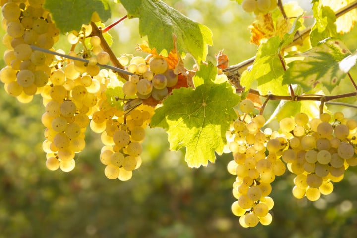 Picolit: origini, caratteristiche e vitigno