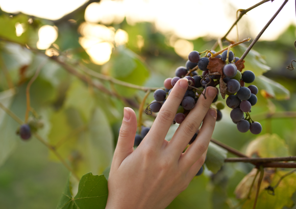 La storia e il carattere dei vini da vitigni autoctoni italiani