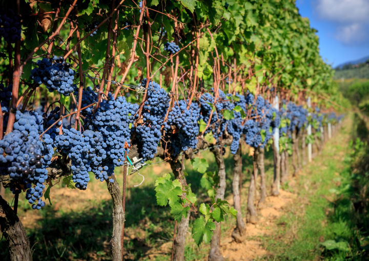 Fascino e benefici dei vini biologici: gusto e sostenibilità in un sorso